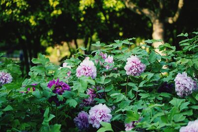 Close-up of pink flowering plant