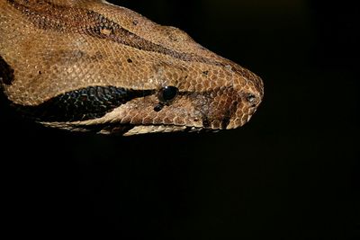 Close-up of lizard on black background