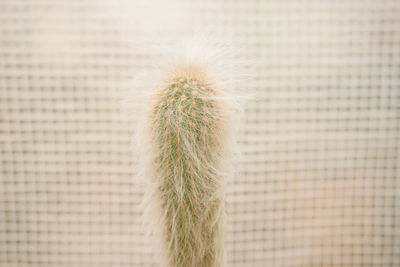 Close-up of cactus plant