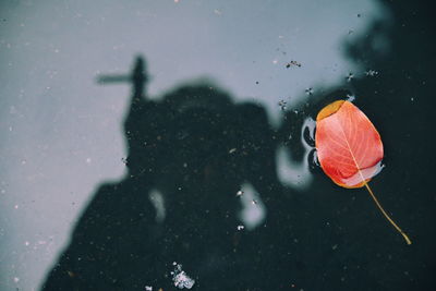 Close-up of jellyfish swimming in lake