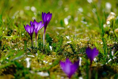 Close-up of purple crocus blooming on field