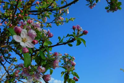 Low angle view of pink flowers