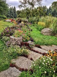 Plants growing on landscape