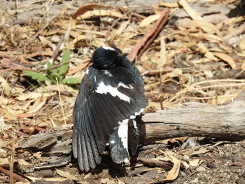 Close-up of bird perching on ground