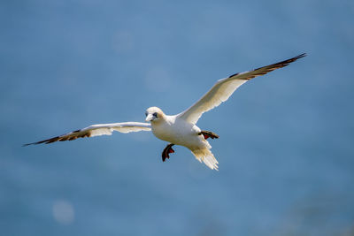 Low angle view of seagull flying