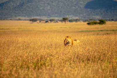 Lion amidst plants