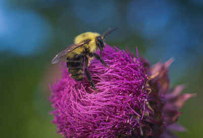 Close-up of bee pollinating on purple flower