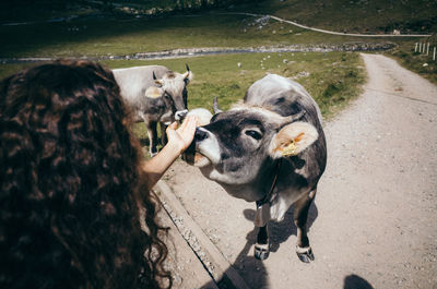 Cropped image of woman touching cow