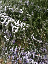 Close-up of snow on plant