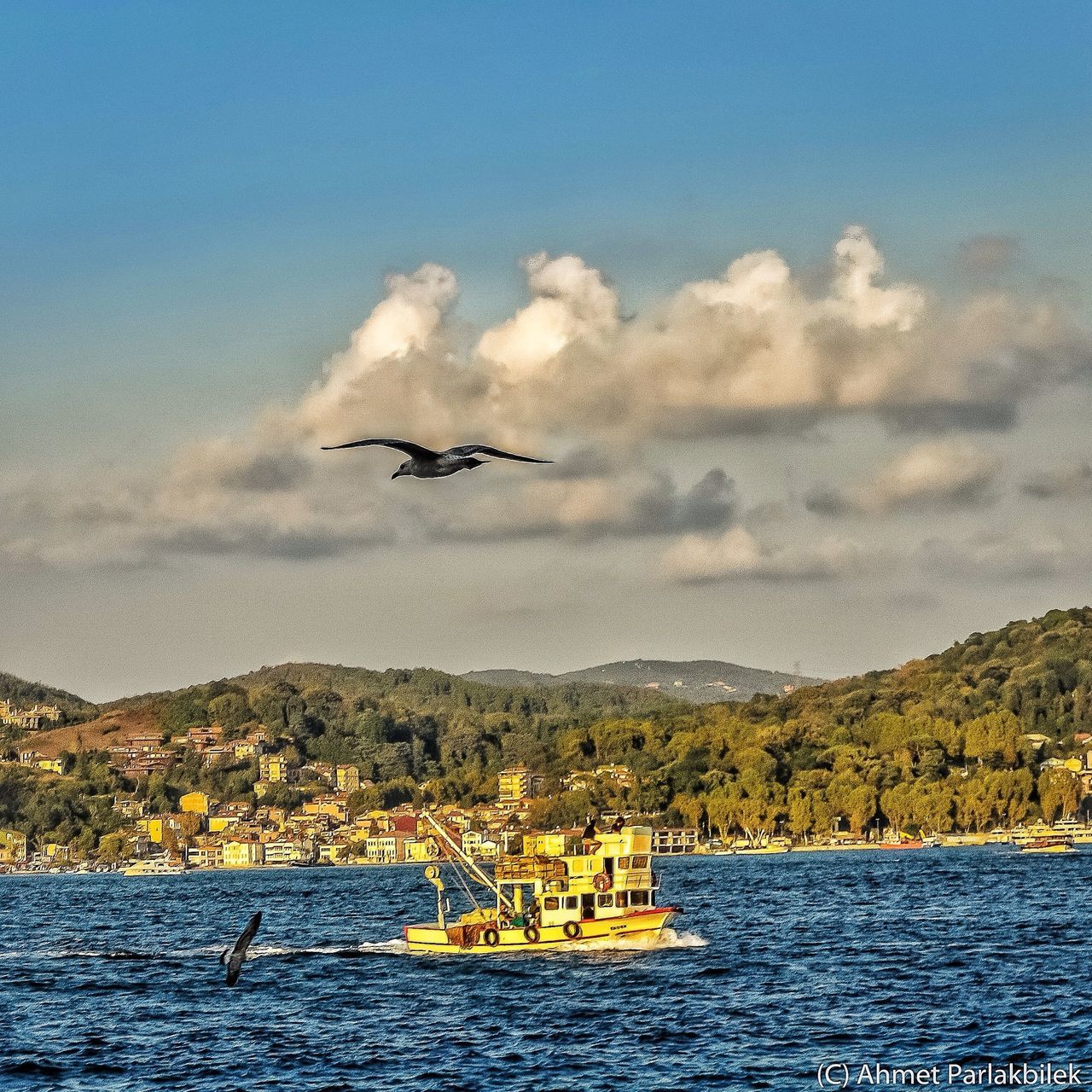 flying, water, waterfront, transportation, mode of transport, sea, nautical vessel, sky, mid-air, bird, animal themes, cloud - sky, boat, nature, scenics, animals in the wild, building exterior, river, wildlife, travel