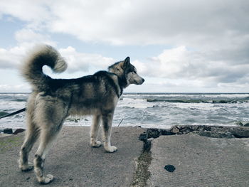 Dog at beach against sky