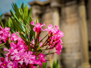 Close-up of pink flowers blooming