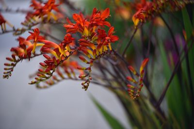 Close-up of red flowering plant
