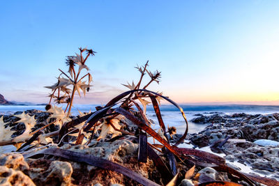 Close-up of dead plants at beach against sky