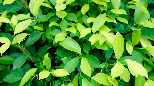 Full frame shot of leaves in field