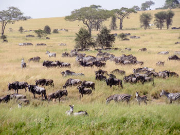 Zebras and wildebeest in field