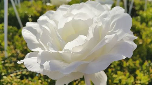 Close-up of white rose blooming outdoors