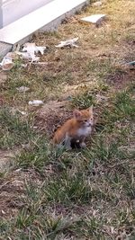 High angle view of cat on field