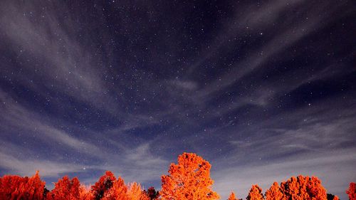 Autumn trees against star field at night