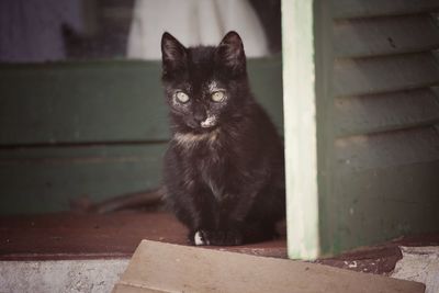 Portrait of black cat