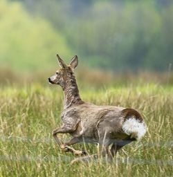 Side view of deer on field