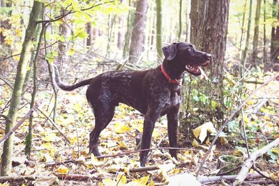 Dog in forest