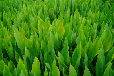 Full frame shot of crops growing on field