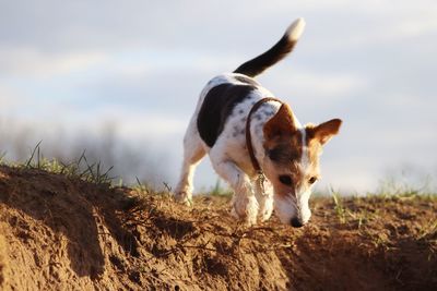 Dog looking away on field
