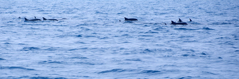 wildlife