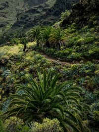 Trees in forest