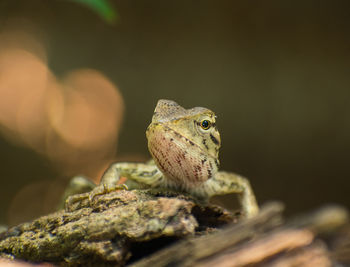 Close-up of frog on rock