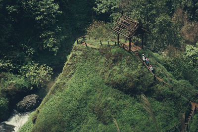 High angle view of trees in forest