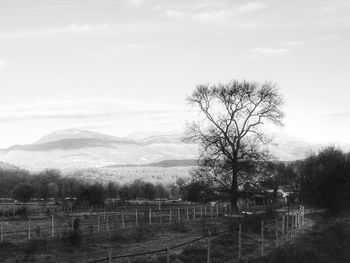 Trees on field against sky