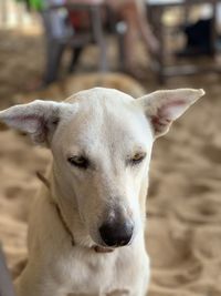 Close-up portrait of dog outdoors