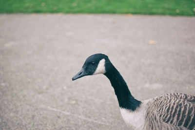 Close-up of canadian goose