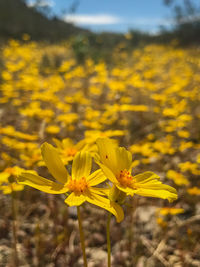 Close-up of yellow flowers blooming in field