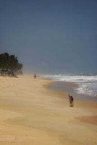 Dog standing on sand at beach during sunny day