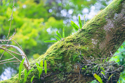 Close-up of lizard on tree branch