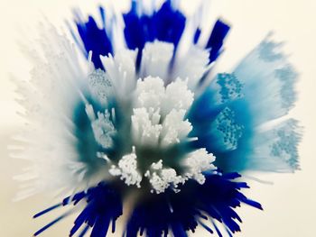 Close-up of flower in water