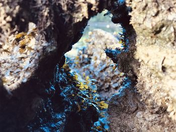 Close-up of tree trunk by rocks