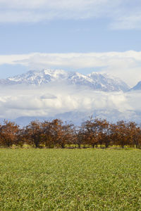 Scenic view of field against sky