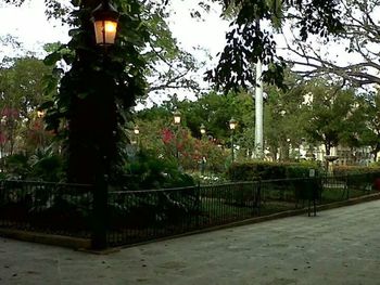 Street light and trees against sky