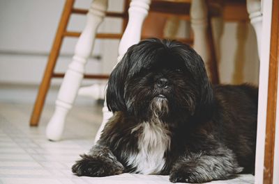 Yorkshire terrier sitting on floor