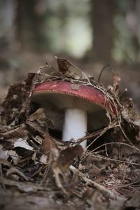 Close-up of mushroom growing in forest