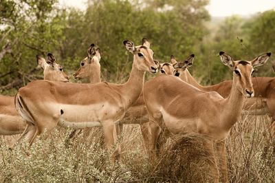 Deer standing on field