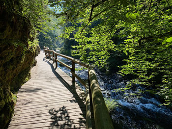 Footbridge over river amidst trees in forest