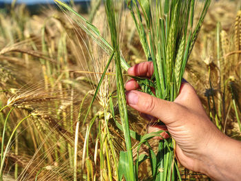 Close-up of hand touching plant growing in field