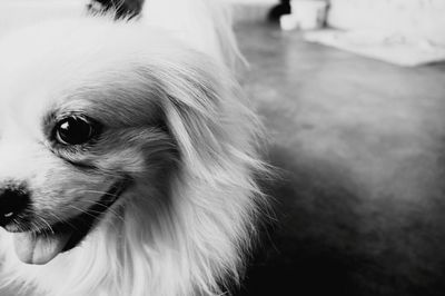 Close-up of dog sticking out tongue