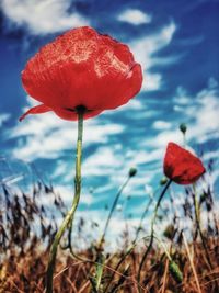 Close-up of red poppy flower on field