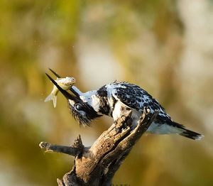 Close-up of bird